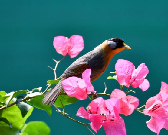 三角梅如何控水，做到不干不澆、澆則澆透原則