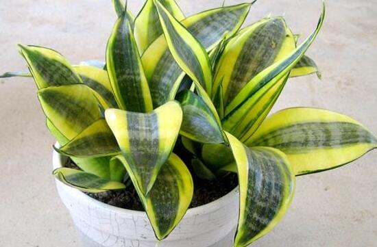 虎皮蘭葉子干癟發(fā)軟怎么辦，兩招幫你搞定疑難雜癥