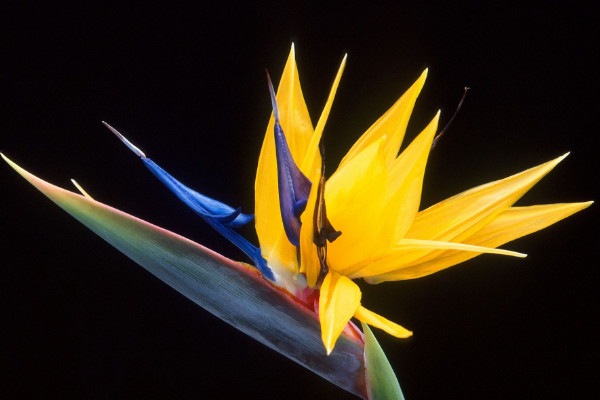 天堂鳥開裂的葉子修復(fù)，保溫增濕/殺蟲換土
