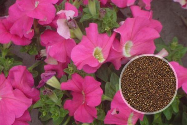 牽?；?yáng)臺(tái)種植方法，牽?；ǖ姆N植步驟詳解