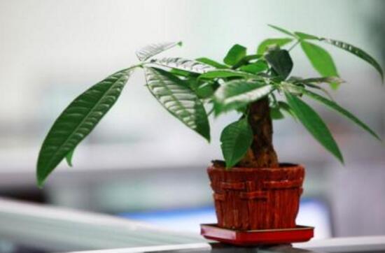 發(fā)財樹多久澆一次水，發(fā)財樹澆水的正確方法