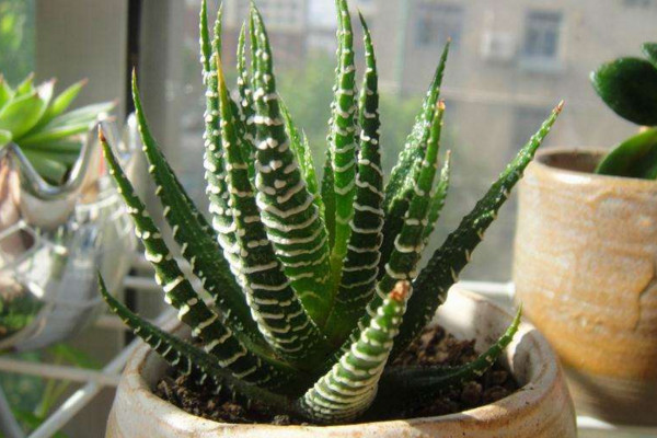 條紋十二卷怎么養(yǎng)，保證充足的光照