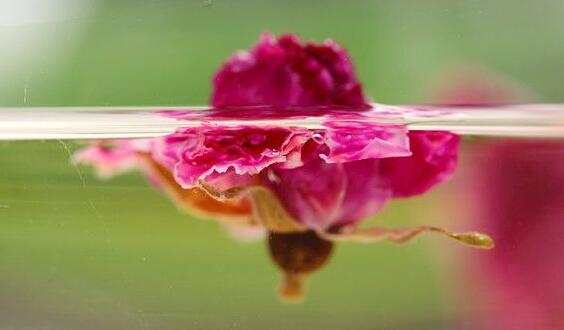 玫瑰花茶的作用，美白皮膚降低血壓