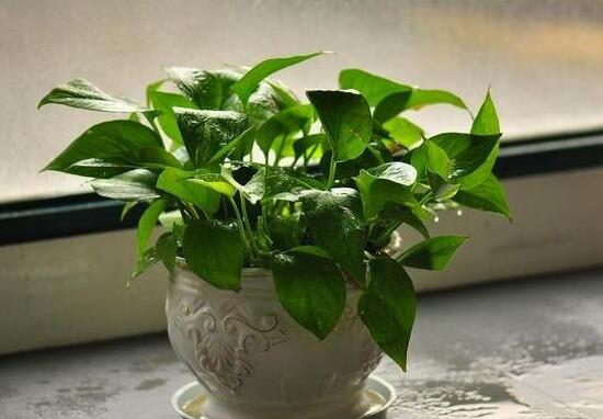 綠蘿好養(yǎng)嗎，綠蘿的養(yǎng)殖方法和注意事項