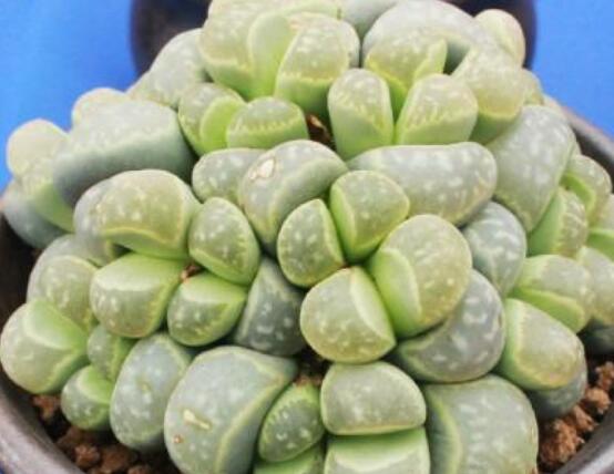 夏天生石花怎么養(yǎng)，做好五個要點可安然度夏