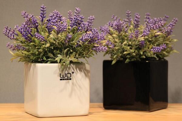 薰衣草的花期怎么養(yǎng)護(hù)，適當(dāng)澆水并保證光照充裕