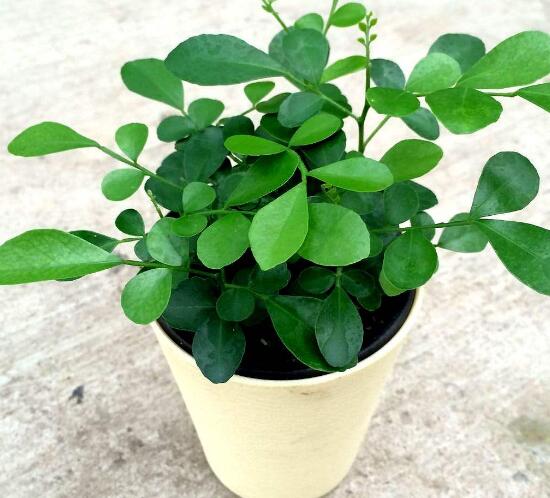 九里香怎么繁殖，九里香扦插繁殖方法