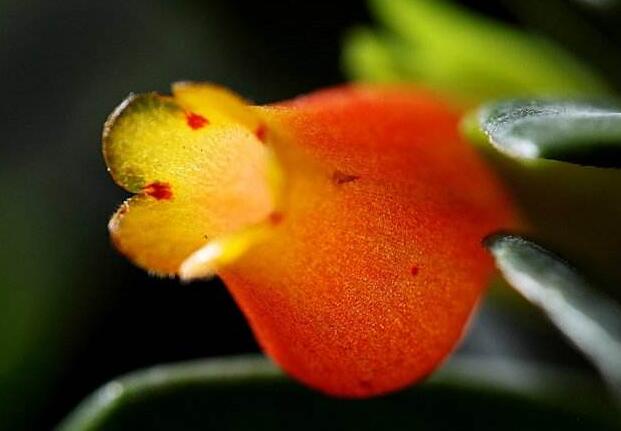 金魚吊蘭能水培嗎，可以/注意控制水量是關(guān)鍵