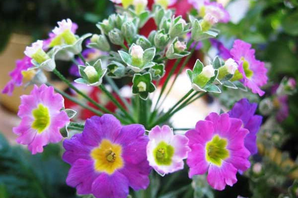 櫻花草的花語(yǔ)，除你之外別無(wú)他愛(ài)