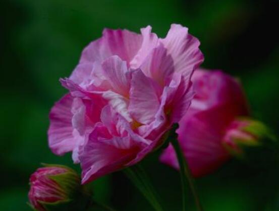 芙蓉花的功效與作用，凈化空氣、固土護(hù)坡、調(diào)經(jīng)止血