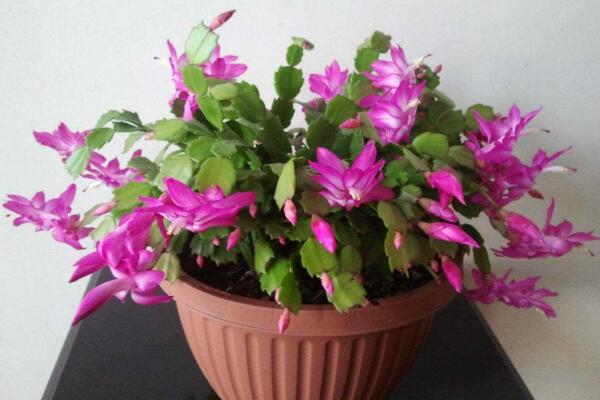 蟹爪蘭什么時候開花，越往南花期越早