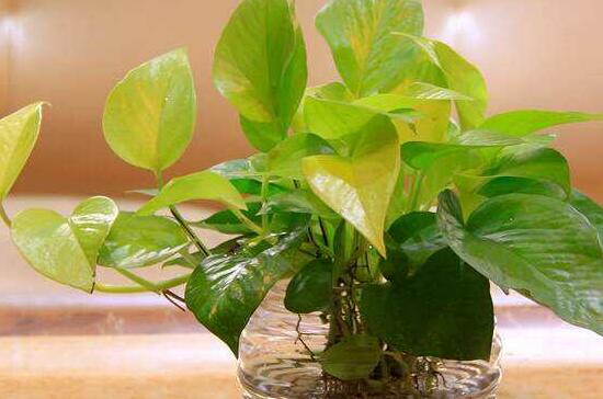 綠蘿發(fā)黃是什么原因，綠蘿葉子發(fā)黃怎么辦