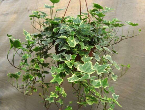 常春藤干枯了還會(huì)活嗎，干枯后存活四種解決辦法