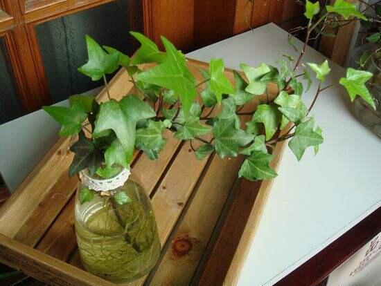 常春藤可以水培嗎，常春藤水培養(yǎng)殖方法