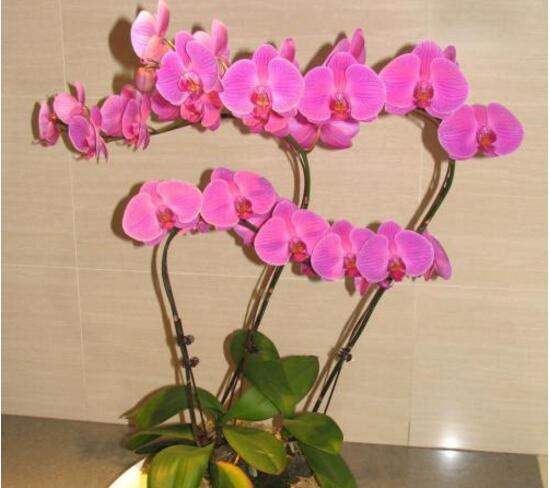 蝴蝶蘭怎么養(yǎng)才能開花，蝴蝶蘭的養(yǎng)殖方法