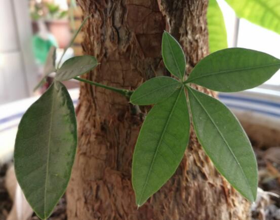 發(fā)財樹鋸斷后怎樣養(yǎng)活，及時消毒/做好澆水光照溫度