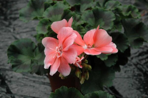 天竺葵一年開(kāi)幾次花，它的花期在5—7月