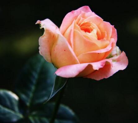 月季花春季管理方法，5個方面進行科學管理