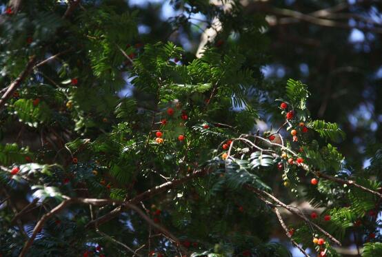 紅豆杉怎么施肥，遠(yuǎn)離根部施薄肥