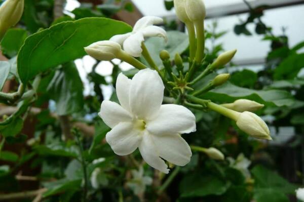 茉莉花葉子發(fā)黑怎么回事，最常見(jiàn)3種原因及處理方法