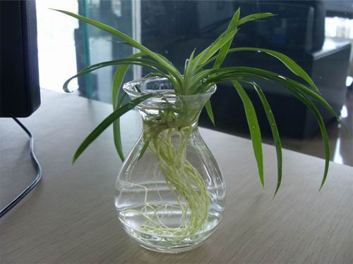 水培吊蘭怎么養(yǎng)才能長得好，這里有方法步驟還有圖解方法