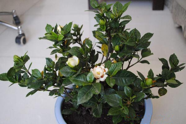 梔子花葉子發(fā)黑怎么救，及時(shí)修剪葉片并觀察根部情況