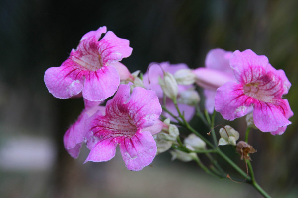 六月開(kāi)什么花，洋桔梗/毛地黃/白掌/五色梅等等