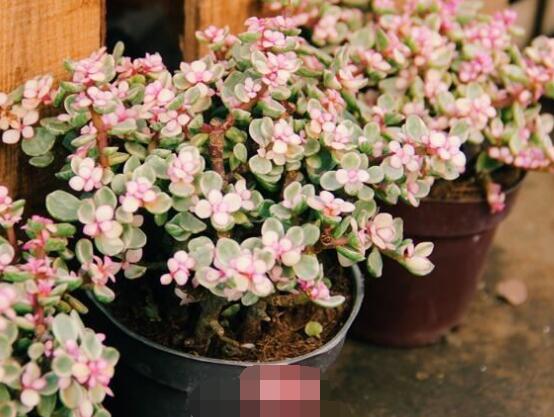 雅樂之舞夏天怎么養(yǎng)，主要注意做好遮陰降溫措施