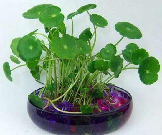 銅錢草的風(fēng)水作用是什么，銅錢草的功效與作用