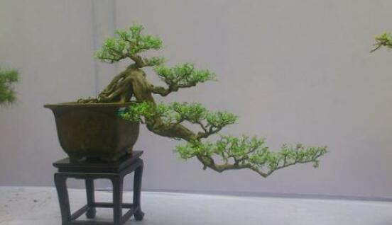 九里香盆景的養(yǎng)殖方法，做好七個基本養(yǎng)殖要點滿盆花香