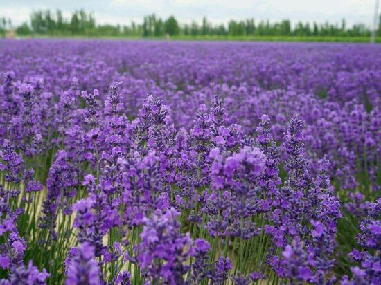 薰衣草施什么肥好，薰衣草施肥方法