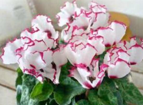 仙客來(lái)葉子為什么發(fā)軟，仙客來(lái)葉子發(fā)軟怎么辦