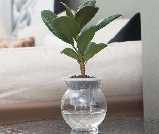 橡皮樹可以水培嗎，橡皮樹的水培方法