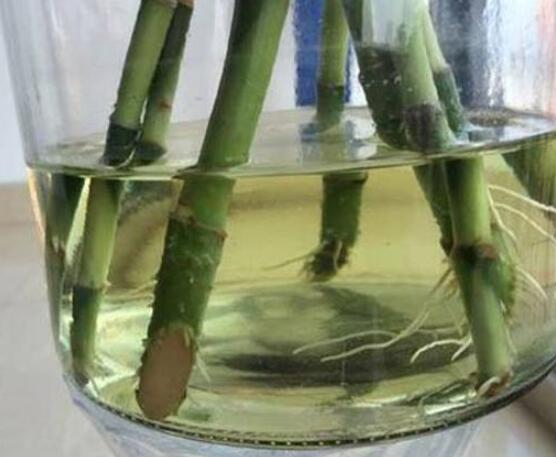 富貴竹放多少水，水位全部覆蓋根系便可