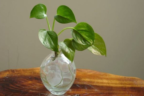 水培綠蘿怎么養(yǎng)