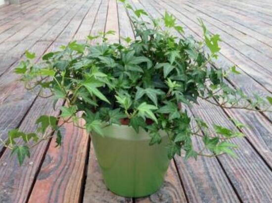 常春藤怎么施肥，常春藤施什么肥好