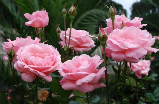 月季花種植技術(shù)，做好這七步生長(zhǎng)的枝繁葉茂