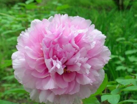 牡丹花爛根怎么辦，牡丹花爛根解決辦法