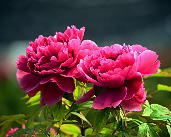 牡丹花語寓意，富貴吉祥、繁榮昌盛/吉祥幸福、美好憧憬