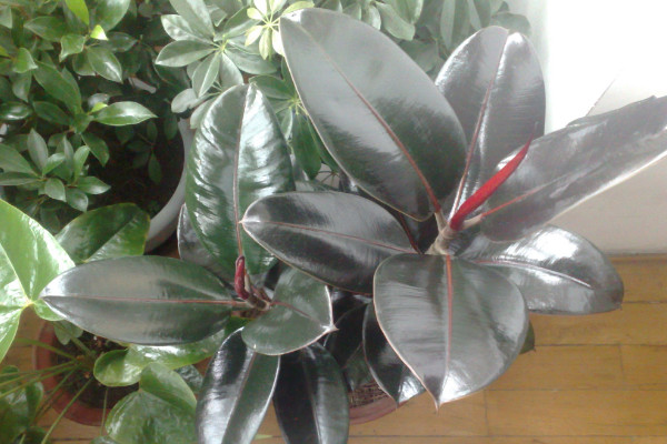 橡皮樹怎么繁殖，播種/扦插/壓條/水培繁殖等