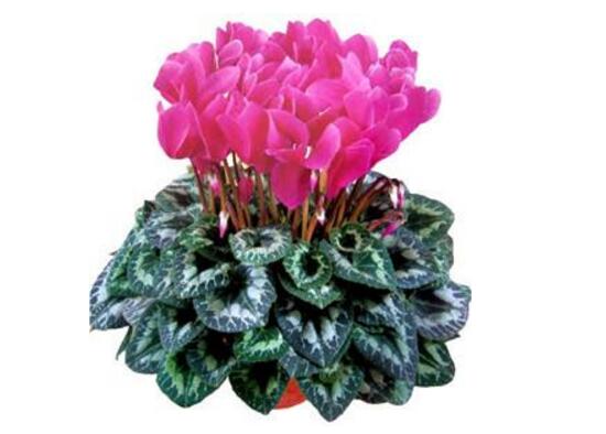 仙客來的風(fēng)水?dāng)[放位置，書房擺放仙客來能帶來好運