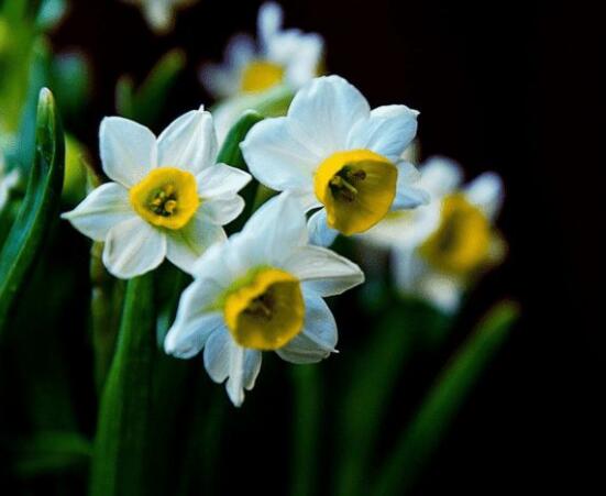 水仙花倒了怎么辦，教你三種最好的解決措施(光照/溫度/肥料)