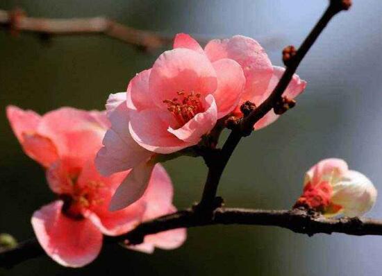 家里為什么不能海棠花，家里養(yǎng)海棠花不吉利