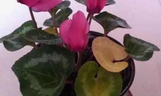 仙客來冬天葉子發(fā)黃怎么辦，老農(nóng)總結(jié)三種原因以及解決方法