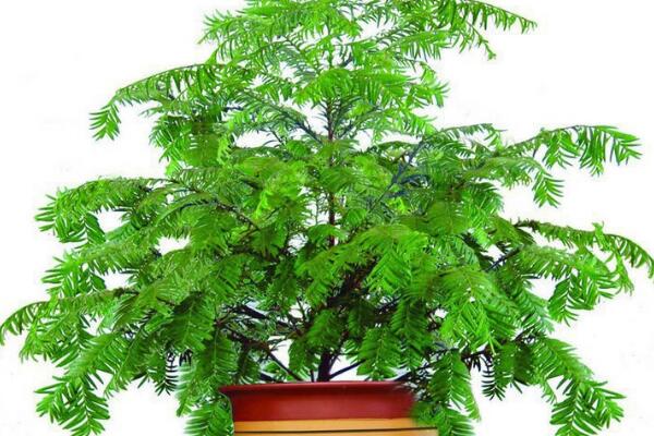 室內(nèi)養(yǎng)殖紅豆杉的方法，家庭養(yǎng)殖紅豆杉的五個(gè)要點(diǎn)