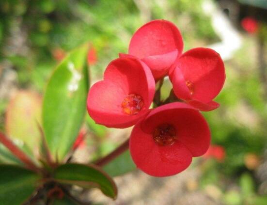 虎刺梅擺放風(fēng)水，陽臺(tái)與庭院風(fēng)水寓意最好(避兇化煞)