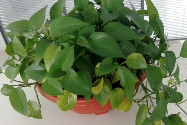 綠蘿為什么會爛根，溫度過低/水肥不當(dāng)/出現(xiàn)病蟲害