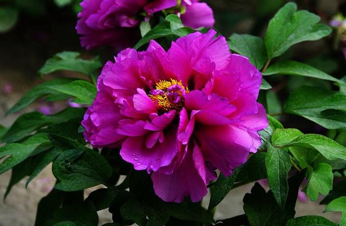 牡丹花送人意義，不同顏色的花有著不同的寓意