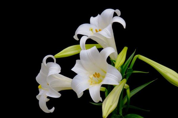 百合花怎么養(yǎng)