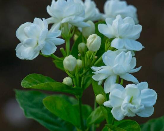 茉莉花常見的病蟲害及其防治方法，老農(nóng)總結(jié)最常見四種病蟲害